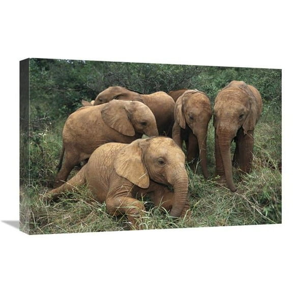 16 x 24 in. African Elephant Juveniles, Nairobi National Park, Kenya Art Print - Gerry Ellis