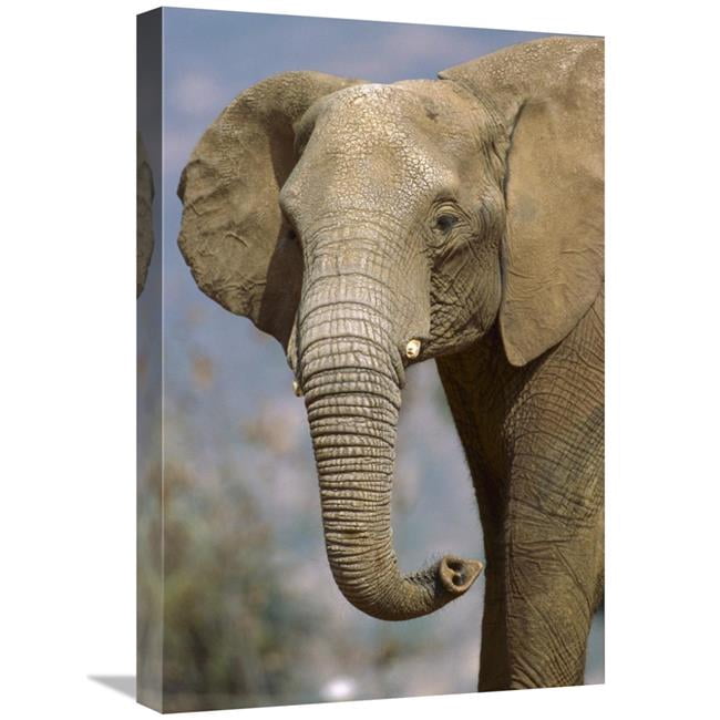 16 x 24 in. African Elephant Portrait, Native to Africa Art Print - San ...