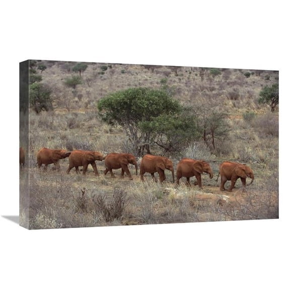 16 x 24 in. African Elephant Young Orphans, Tsavo East National Park, Kenya Art Print - Gerry Ellis