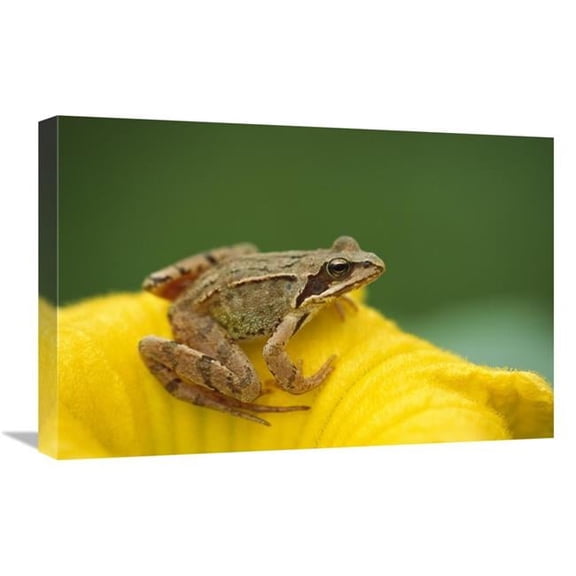16 x 24 in. Agile Frog on Flower, Bavaria, Germany Art Print - Konrad Wothe