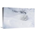 thumbnail image 1 of 16 x 24 in. Arctic Fox Curled Up in the Snow, Churchill, Manitoba, Canada Art Print - Matthias Breiter, 1 of 1
