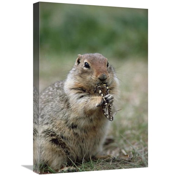 16 x 24 in. Arctic Ground Squirrel Feeding on Butterfly, Alaska Art Print - Michael Quinton