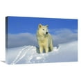 thumbnail image 1 of 16 x 24 in. Arctic Wolf Portrait of White Wolf in the Snow, Idaho Art Print - Tom Vezo, 1 of 1