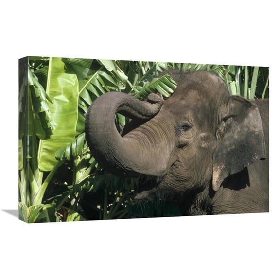 16 x 24 in. Asian Elephant Profile, India Art Print - Gerry Ellis