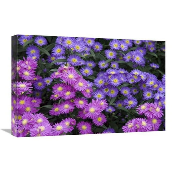 16 x 24 in. Aster Flowers Art Print - Visionspictures
