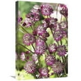 thumbnail image 1 of 16 x 24 in. Astrantia Dark Shiny Eyes Variety Flowers Art Print - Visionspictures, 1 of 1