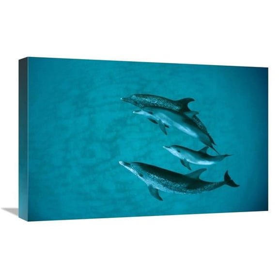 16 x 24 in. Atlantic Spotted Dolphin Adult Group with Unspotted Calf, Underwater, Bahamas Art Print - Flip Nicklin