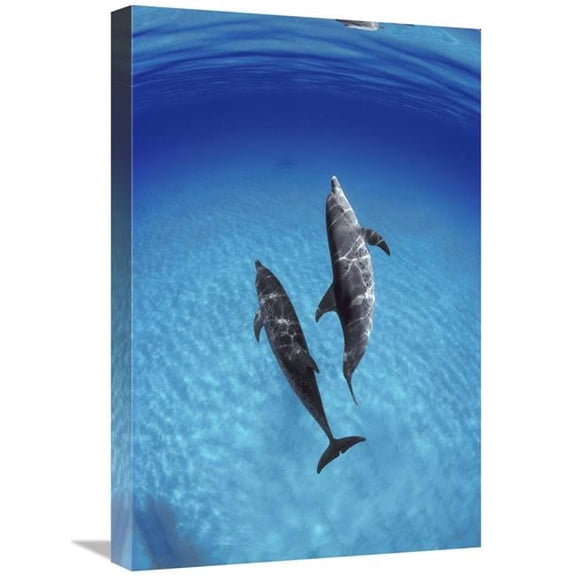 16 x 24 in. Atlantic Spotted Dolphin, Pair Underwater, Bahamas Art Print - Flip Nicklin