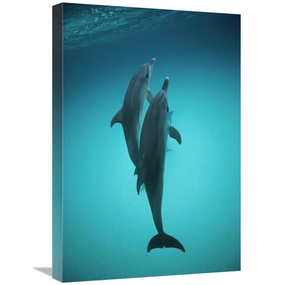 16 x 24 in. Atlantic Spotted Dolphin Underwater Pair, Bahamas Art Print - Flip Nicklin