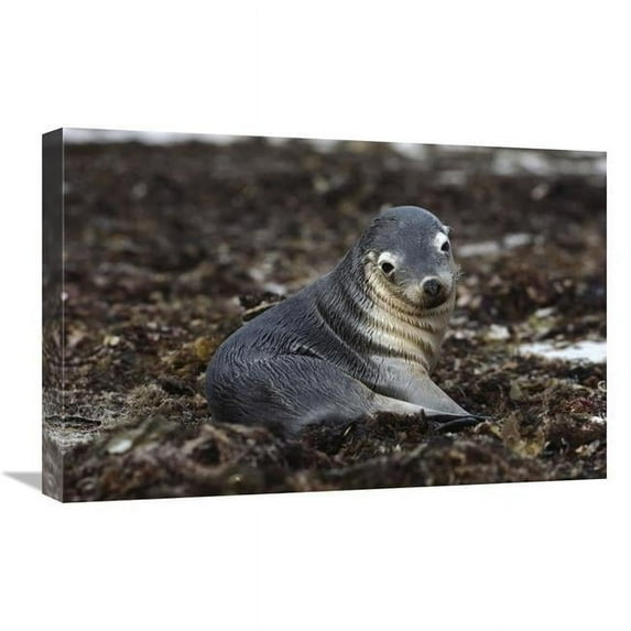 16 x 24 in. Australian Sea Lion Pup in Seaweed, Kangaroo Island, Australia Art Print - Gerry Ellis