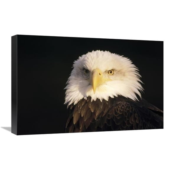 16 x 24 in. Bald Eagle Portrait, North America Art Print - Gerry Ellis