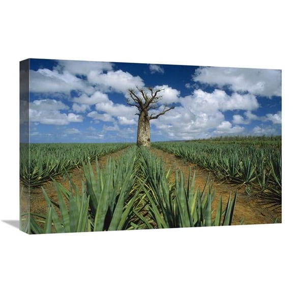 16 x 24 in. Baobab Tree Standing Alone in Sisal Plantation, Madagascar Art Print - Konrad Wothe