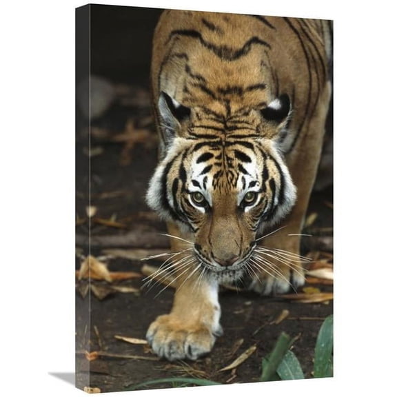 16 x 24 in. Bengal Tiger Approaching, Native to India Art Print - San Diego Zoo