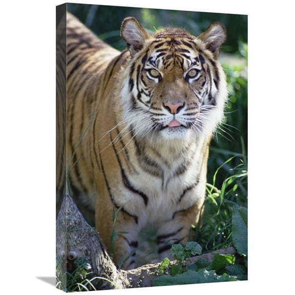 16 x 24 in. Bengal Tiger Portrait, Woodland Park Zoo Art Print - Gerry Ellis