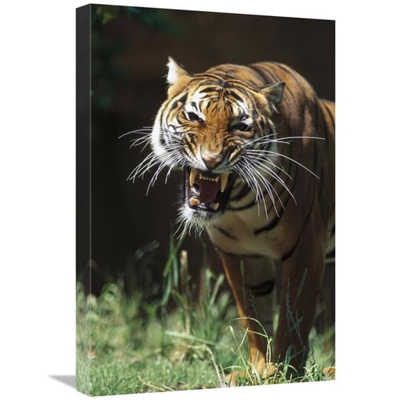 16 x 24 in. Bengal Tiger Snarling, Native to India Art Print - San Diego Zoo