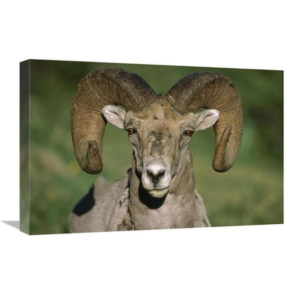 16 x 24 in. Bighorn Sheep Close-Up, North America Art Print - Tim Fitzharris