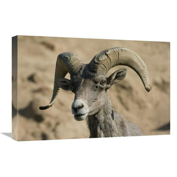 16 x 24 in. Bighorn Sheep Male, Native to North America Art Print - San Diego Zoo