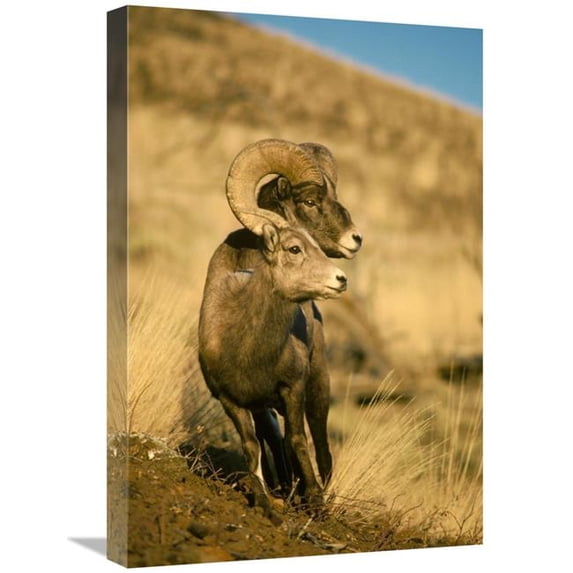 16 x 24 in. Bighorn Sheep Pair, Yellowstone National Park, Wyoming Art Print - Michael Quinton