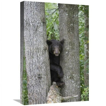 16 x 24 in. Black Bear Juvenile Male in Tree, Orr, Minnesota Art Print - Matthias Breiter
