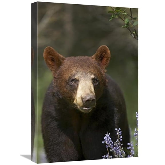 16 x 24 in. Black Bear Portrait, North America Art Print - Tim Fitzharris