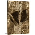 thumbnail image 1 of 16 x 24 in. Black Bear Two Cubs in Tree, Orr, Minnesota Art Print - Matthias Breiter, 1 of 1