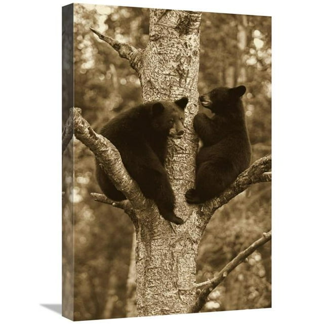16 x 24 in. Black Bear Two Cubs in Tree, Orr, Minnesota Art Print - Matthias Breiter