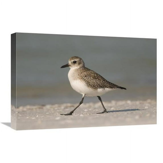 16 x 24 in. Black-Bellied Plover Walking, Fort Desoto Park, Florida Art Print - Steve Gettle