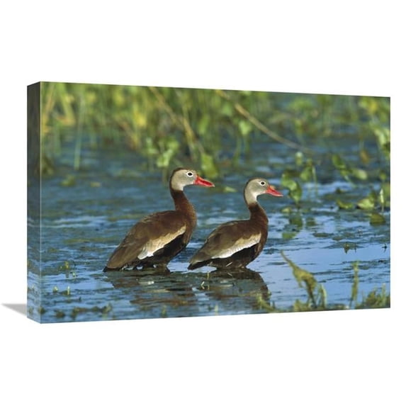 16 x 24 in. Black-Bellied Whistling Duck Pair Wading, Rio Grand Valley, Texas Art Print - Tom Vezo