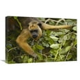 thumbnail image 1 of 16 x 24 in. Black Howler Monkey Female, Pantanal, Brazil Art Print - Pete Oxford, 1 of 1