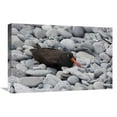 thumbnail image 1 of 16 x 24 in. Black Oystercatcher on Rocky Beach, Katmai National Park, Alaska Art Print - Matthias Breiter, 1 of 1