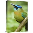 thumbnail image 1 of 16 x 24 in. Blue-Crowned Motmot, Costa Rica Art Print - Steve Gettle, 1 of 1
