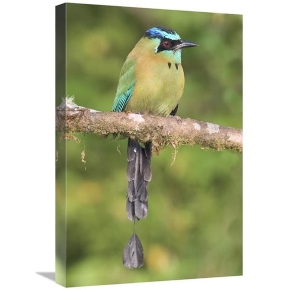 16 x 24 in. Blue-Crowned Motmot, Costa Rica Art Print - Steve Gettle