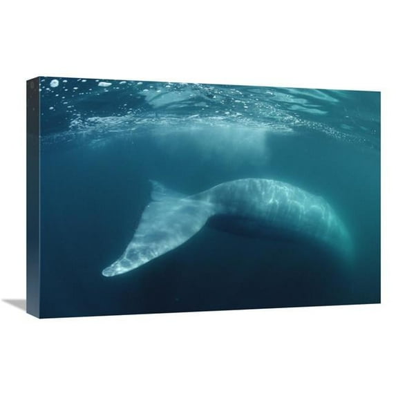16 x 24 in. Blue Whale, Sea of Cortez, Mexico Art Print - Flip Nicklin