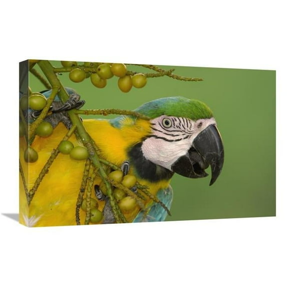 16 x 24 in. Blue & Yellow Macaw Feeding on Palm Fruit, South America Art Print - Pete Oxford
