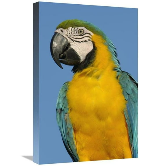 16 x 24 in. Blue & Yellow Macaw Portrait, South America Art Print - Pete Oxford