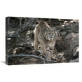 thumbnail image 1 of 16 x 24 in. Bobcat Adult Portrait, Montana Art Print - Tim Fitzharris, 1 of 1