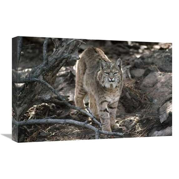 16 x 24 in. Bobcat Adult Portrait, Montana Art Print - Tim Fitzharris