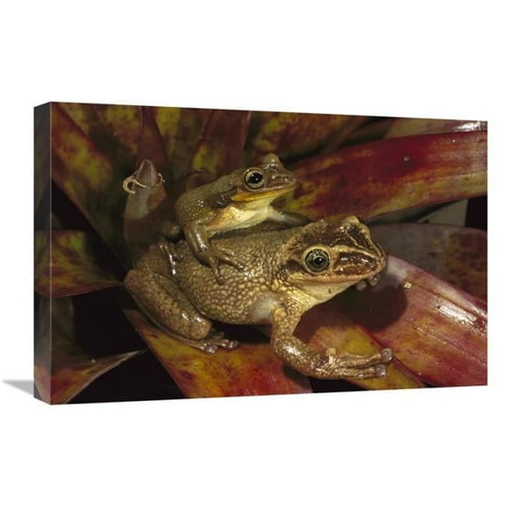 16 x 24 in. Bone-Headed Tree Frog Male & Female in Bromeliad, Native to Ecuador & Peru Art Print - Pete Oxford