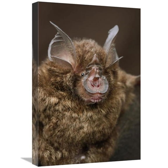 16 x 24 in. Bornean Horseshoe Bat, Bukit Sarang Conservation Area, Bintulu, Borneo, Malaysia Art Print - Chien Lee