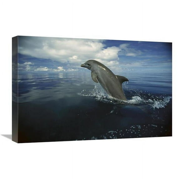 16 x 24 in. Bottlenose Dolphin Leaping, Honduras Art Print - Konrad Wothe