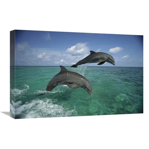 16 x 24 in. Bottlenose Dolphin Pair Leaping, Honduras Art Print - Konrad Wothe