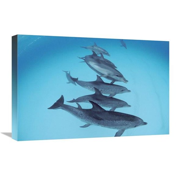 16 x 24 in. Bottlenose Dolphin Swimming with Pod of Atlantic Spotted Dolphins, Bahamas Art Print - Flip Nicklin