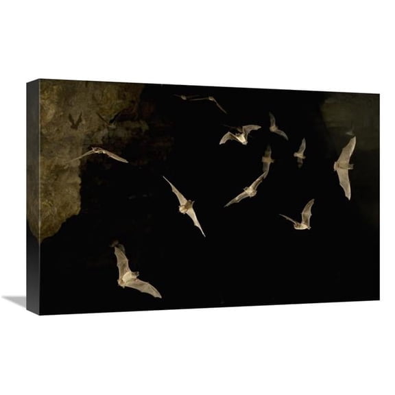 16 x 24 in. Brazilian Free-Tailed Bat Group Emerging From James Eckert River Bat Cave at Dusk, Texas Art Print - Michael Durham