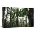thumbnail image 1 of 16 x 24 in. Bromeliad & Tree Fern At 1600 Meters Altitude in Tropical Rainforest, Sierra Nevada De Santa Marta National Park, Colombia Art Print - Cyril Ruoso, 1 of 1