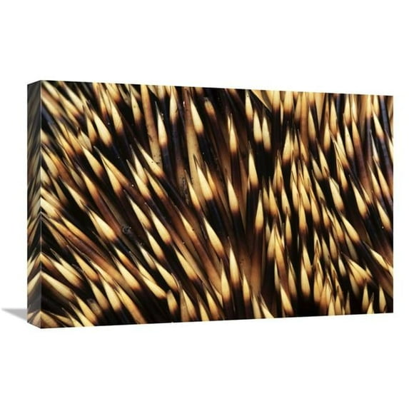 16 x 24 in. Brown-Breasted Hedgehog Detail of Spines, Europe Art Print - Flip De Nooyer