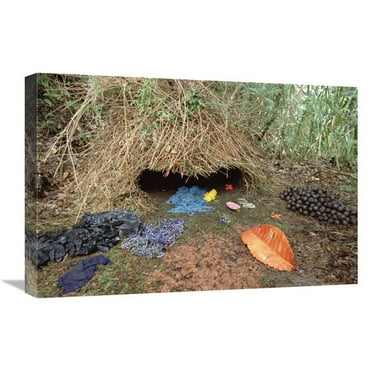16 x 24 in. Brown Gardener & His Bower, Irian Jaya, New Guinea Art Print - Konrad Wothe