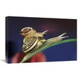 thumbnail image 1 of 16 x 24 in. Brown Lipped Snail Small Snail Riding on the Shell of A Larger Snail, Western Europe Art Print - Jef Meul, 1 of 1