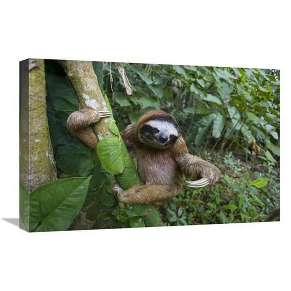 16 x 24 in. Brown-Throated Three-Toed Sloth Male, Aviarios Sloth Sanctuary, Costa Rica Art Print - Suzi Eszterhas