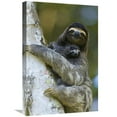 thumbnail image 1 of 16 x 24 in. Brown-Throated Three-Toed Sloth Mother & Newborn Baby, Aviarios Sloth Sanctuary, Costa Rica Art Print - Suzi Eszterhas, 1 of 1