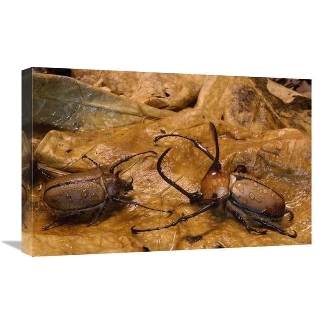 16 x 24 in. Caliper Beetle Male & Female Camouflaged Leaves, Andes ...